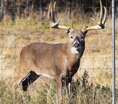 Tejas Ranch and Game Fence Website Deer